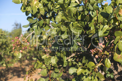 Pistachio tree branch