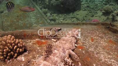Crocodile fish on Ship Wreck, underwater scene