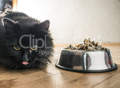 Cat eating in the floor