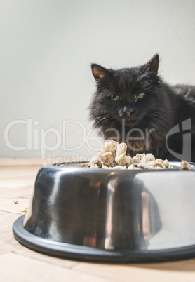 Cat eating in the floor