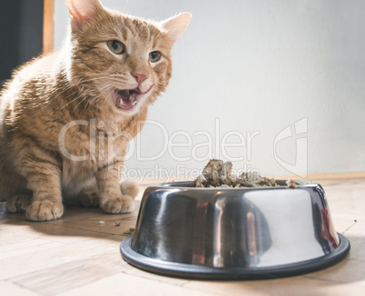 Cat eating in the floor