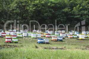 Beehives in bee farm