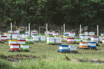 Beehives in bee farm