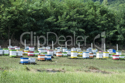 Beehives in bee farm