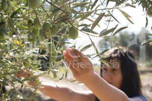 Picking olives