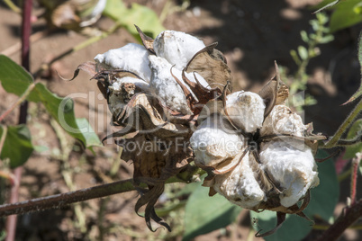 Cotton plant close up