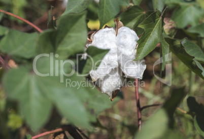 Cotton plant close up