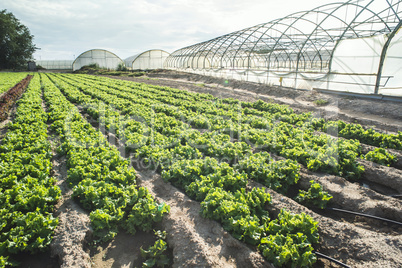 Lettuce plantation field