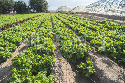 Lettuce plantation field