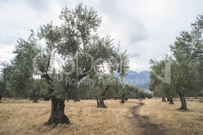 Olive trees in plantation