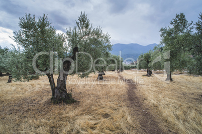 Olive trees in plantation