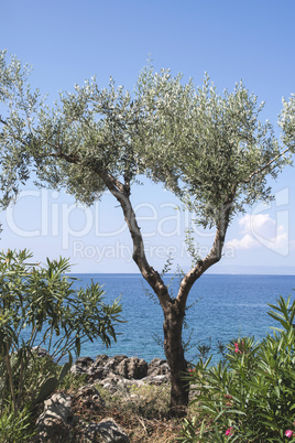 Olive tree on the beach