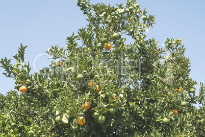 Orange trees in plantation