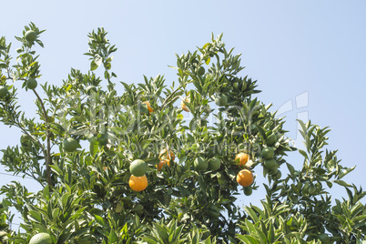 Orange trees in plantation