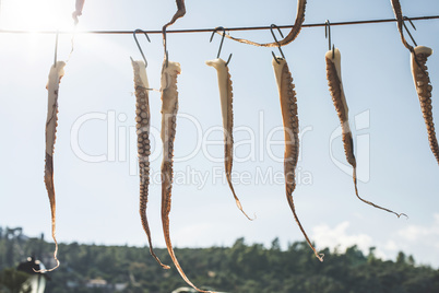 Octopus on rope