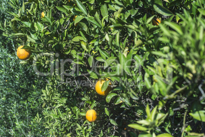 Oranges on a branch