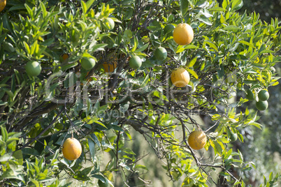 Oranges on a branch