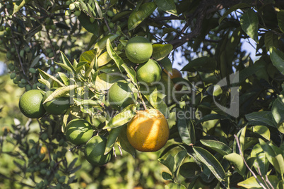 Oranges on a branch