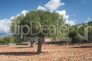 Olive trees in plantation