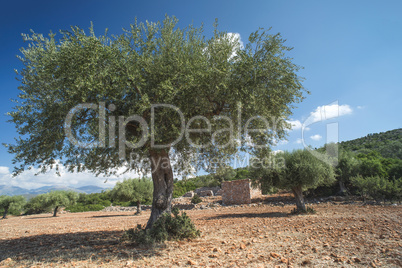 Olive trees in plantation