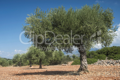 Olive trees in plantation