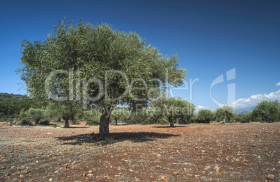 Olive trees in plantation