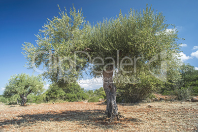 Olive trees in plantation