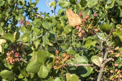 Pistachio tree branch