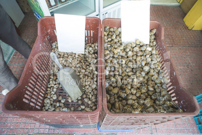 Snails in a crate on the market