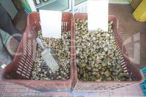 Snails in a crate on the market