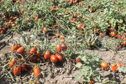 Tomatoes grown in the field