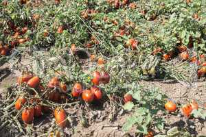 Tomatoes grown in the field