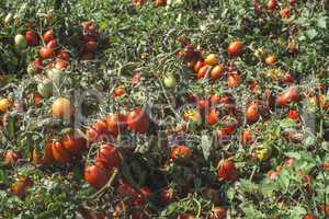 Tomatoes grown in the field