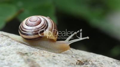 Kriechende Garten-Schnirkelschnecke