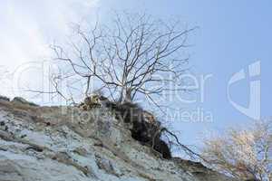 Tree on cliff top