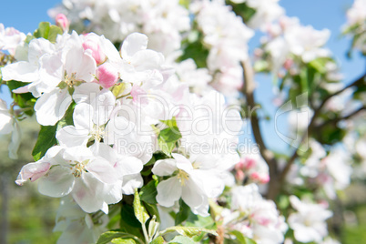 Blooming apple tree detail