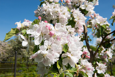 Blooming apple tree detail