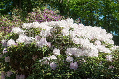 Rhododendron tree