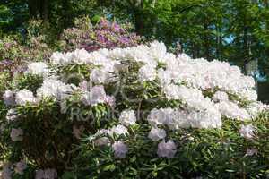 Rhododendron tree