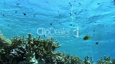Tropical Fish on Vibrant Coral Reef, underwater scene