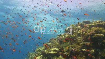 Tropical Fish on Vibrant Coral Reef, underwater scene