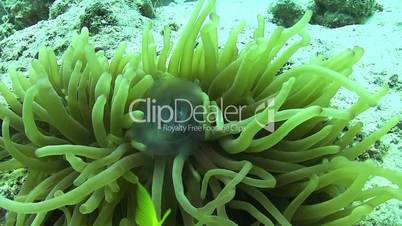 Clown Anemonefish on Coral Reef, underwater scene