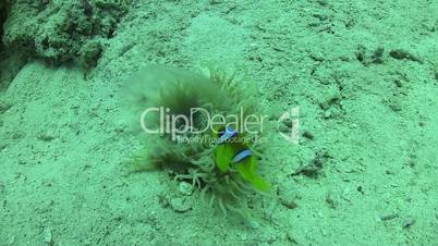 Clown Anemonefish on Coral Reef, underwater scene