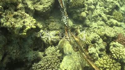 Octopus on Coral Reef, underwater scene