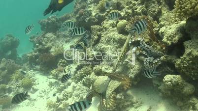 Octopus on Coral Reef, underwater scene