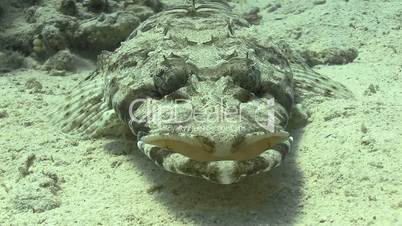 Crocodile fish on Coral Reef, underwater scene