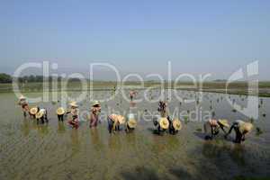 ASIA MYANMAR NYAUNGSHWE RICE FIELD