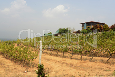 ASIA MYANMAR NYAUNGSHWE WINE