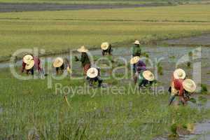 ASIA MYANMAR NYAUNGSHWE RICE FIELD