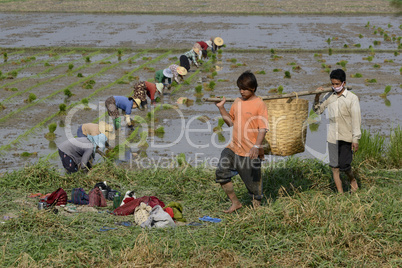 ASIA MYANMAR NYAUNGSHWE RICE FIELD